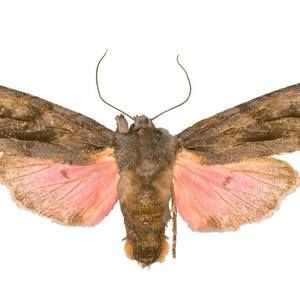 Meet your Posher, Lee